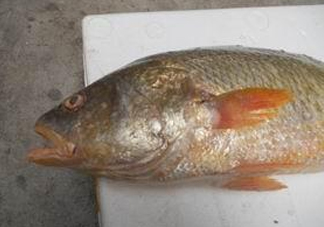 黃唇魚魚鰾能救命？黃唇魚魚鰾可以救命？