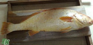 黃唇魚怎么做？黃唇魚怎么保存