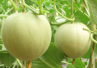 甜瓜為什么坐不住瓜？香瓜坐不住瓜的原因