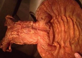 黃唇魚魚鰾是什么？魚鰾是魚的哪個(gè)部位