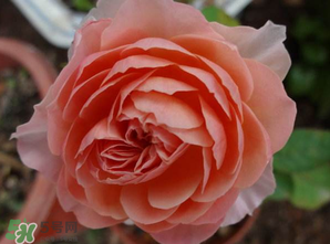 五月份可以扦插月季嗎？5月份適合插月季嗎？