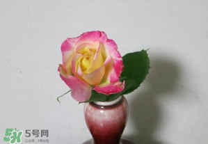 五月份可以扦插月季嗎？5月份適合插月季嗎？