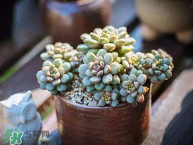 五月份適合種多肉嗎？什么季節(jié)適合種多肉？