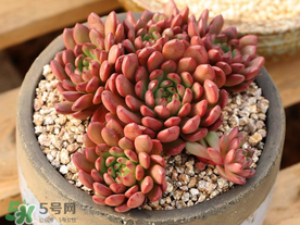 五月份適合種多肉嗎？什么季節(jié)適合種多肉？