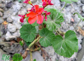 五月份種什么花？5月份適合種什么花？