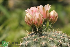 五月份種什么花？5月份適合種什么花？