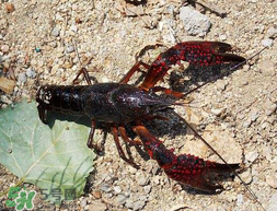 五月份能釣龍蝦嗎？5月份可以釣龍蝦嗎？