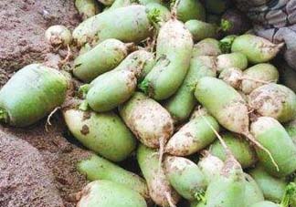 五月份可以種蘿卜嗎？幾月份種蘿卜最合適？