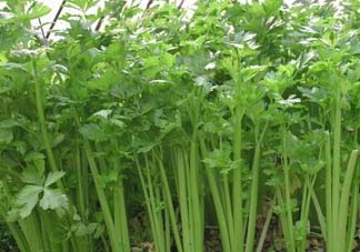 五月份可以種芹菜嗎？芹菜適合什么時(shí)候播種？