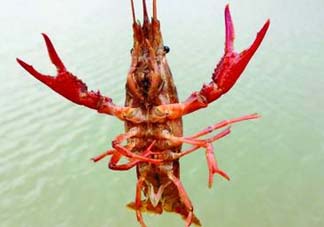 什么時候釣龍蝦最好？龍蝦幾月份能釣？