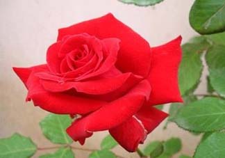 五月份可以扦插月季嗎？5月份適合插月季嗎？