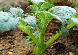 五月份可以種土豆嗎？5月份能種土豆嗎？