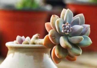 五月份適合種多肉嗎？什么季節(jié)適合種多肉？