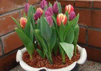 五月份種什么花？5月份適合種什么花？