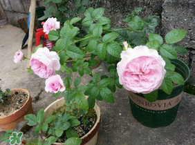 五月份可以種月季嗎？月季五月怎么養(yǎng)？