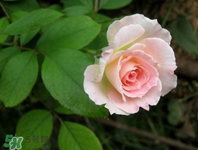 五月份可以種月季嗎？月季五月怎么養(yǎng)？