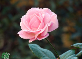 月季花5月扦插當年會開花嗎？月季花的花期