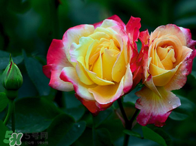 月季花5月扦插當年會開花嗎？月季花的花期