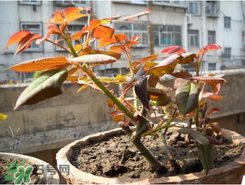 月季花什么時候插最好活？月季花怎么扦插成活率高？