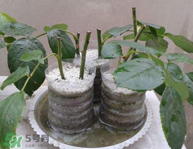 扦插的月季多久會(huì)開(kāi)花？扦插月季多久可開(kāi)花？