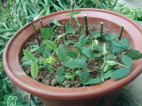 扦插的月季多久會(huì)開(kāi)花？扦插月季多久可開(kāi)花？