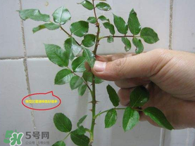 扦插的月季多久會(huì)開(kāi)花？扦插月季多久可開(kāi)花？