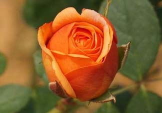 月季花什么時候插最好活？月季花怎么扦插成活率高？