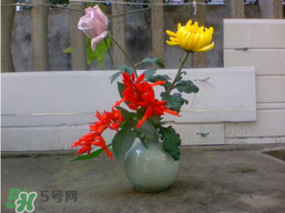 月季花什么時候插最好活？月季花怎么扦插成活率高？