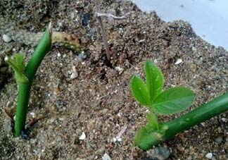 月季5月能插活嗎？月季花五月能插活嗎？