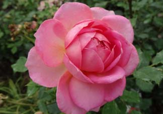 月季花5月扦插當(dāng)年會開花嗎？月季花的花期