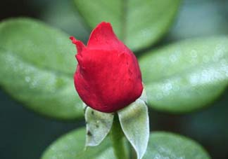 月季從有花苞到開花需要多久？月季花苞到開花要多久？