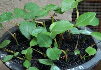 扦插的月季多久會開花？扦插月季多久可開花？