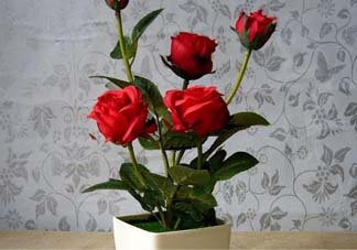 五月份可以種月季嗎？月季五月怎么養(yǎng)？