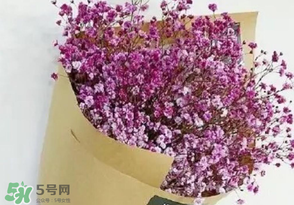 滿天星多少錢一束2017？滿天星多少錢一支2017？