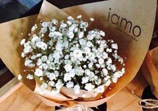 滿天星多少錢一束2017？滿天星多少錢一支2017？