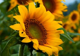 母親節(jié)可以送向日葵嗎？向日葵適合送什么人？