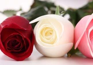 玫瑰花多少錢(qián)一朵 玫瑰花多少錢(qián)一束