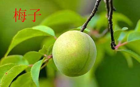 鮮烏梅跟葡萄區(qū)別 烏梅的藥用價值