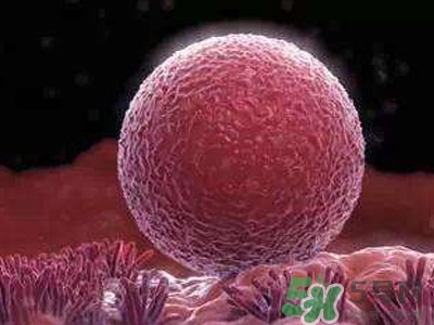 女性排卵全過程圖解 排卵有什么癥狀或感覺 女性排卵全過程圖解 排卵有什么癥狀或感覺