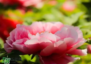 五月份還有牡丹嗎？五月份牡丹花還開嗎？