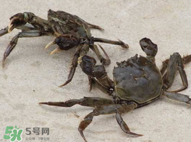 五月份有河蟹嗎？五月份河蟹有黃嗎？