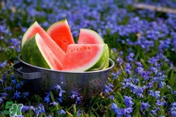 五月份的西瓜孕婦能吃嗎？5月份的西瓜孕婦可以吃嗎？