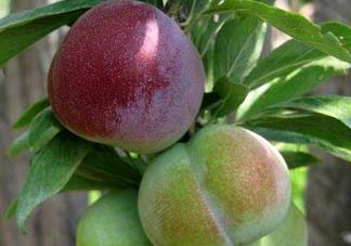 李子可以和西紅柿一起吃嗎？西紅柿和李子能同吃？