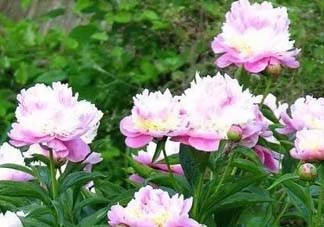 五月份還有牡丹嗎？五月份牡丹花還開嗎？