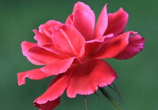 五月還有杜鵑花嗎？杜鵑花什么時(shí)候開？