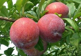 李子和雞蛋能一起吃嗎？吃完李子可以吃雞蛋嗎？