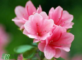五月還有杜鵑花嗎？杜鵑花什么時(shí)候開(kāi)？