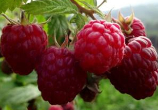 盆栽樹莓怎么養(yǎng)？盆栽樹莓的種植方法