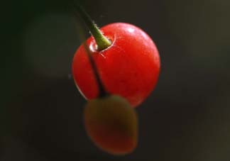 ?五月份還有櫻桃嗎？?五月份的櫻桃能吃嗎？