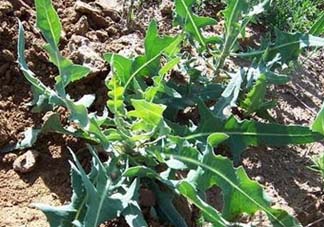 苦菜怎么保存？苦菜怎么保存時(shí)間長(zhǎng)？